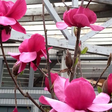 феликс цветы